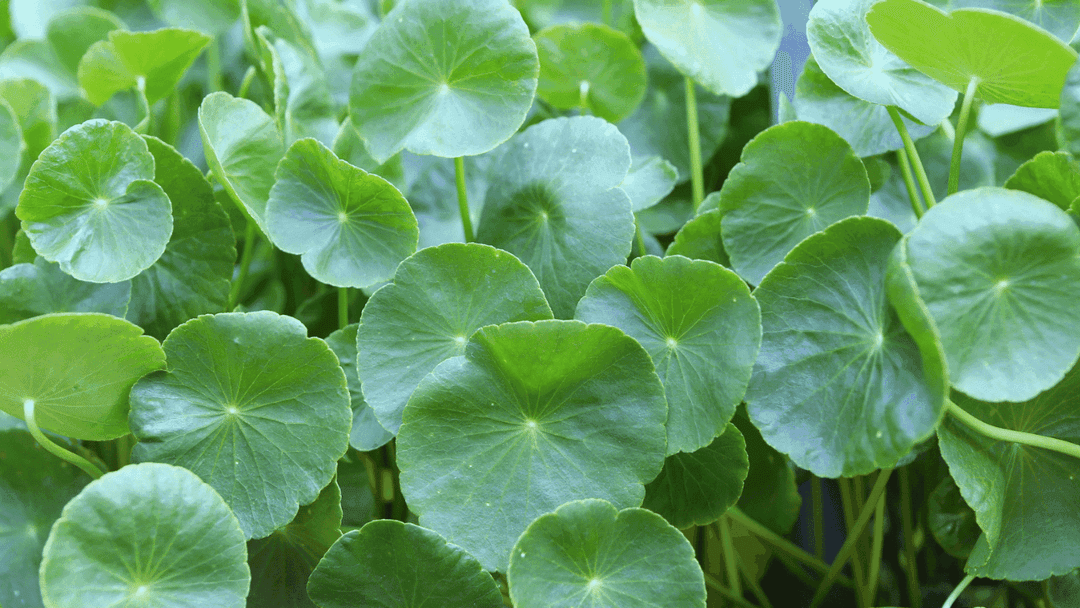 manfaat centella asiatica