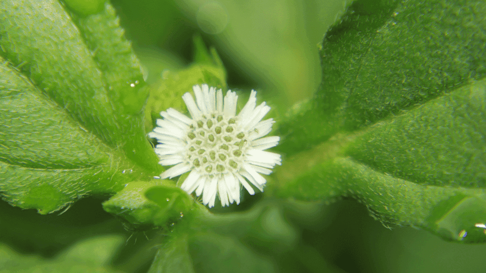 Kenali Manfaat Urang-Aring untuk Rambut yang Paling Populer
